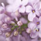 Blooming Lilac Flowers
