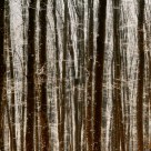 Silver Forest