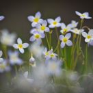 Sweet William