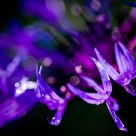 Knapweed