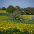 Dandelion Fields