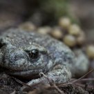 Midwife Toad