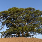 Holy Tree