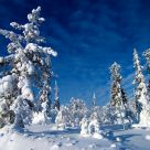 Sunny day in Lapland