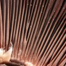 Mushroom underside