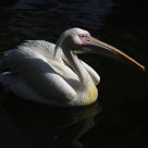 pato