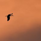 Flying stork