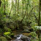 Kinabalu NP