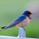 barn swallow