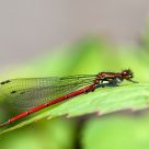 red damslefly