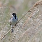 Singing Reed Bunting