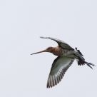 in flight