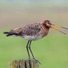 black-tailed godwit