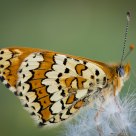 Fritillary