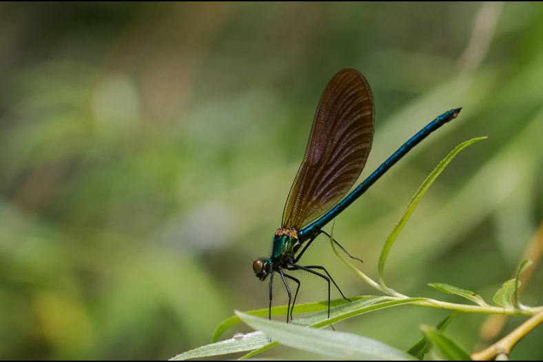 Demoiselle