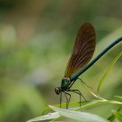 Demoiselle