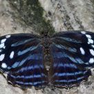 Common Morpho