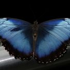 Blue Morpho