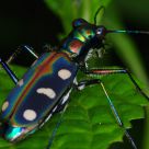 Blue Spotted Tiger Beetle