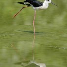 Black-winged Stilt
