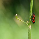 Cercope sanguin - Cercopis vulnerata