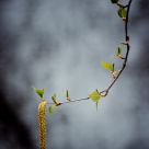 Spring Light 3