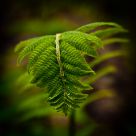 Spring Light 5