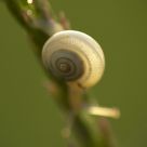 Snail II.