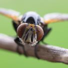 Diptera Gymnosoma rotundatum