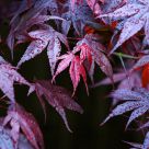 Red Maple