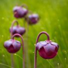 Pitcher Plants