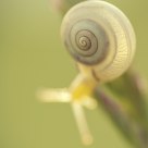 Snail