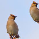 Waxwings