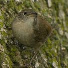 House Wren