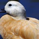 What`s up Duck??