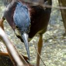 Green Heron on the Hunt