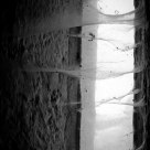 Cobwebs