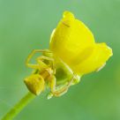 Thomisus onustus