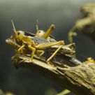 Grasshopper