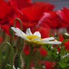 Marigolds and poppies