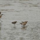 Shore Birds