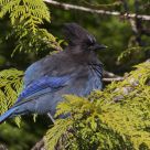 Stellar Jay
