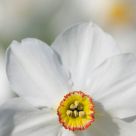 White Dream