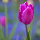 Tulip Dream