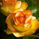 Rose in Warm Tones