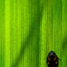 Bug and Iris Leaf