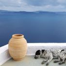 Dog Day Afternoon