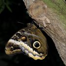 Common Morpho