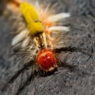 Hairy