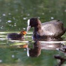Coot